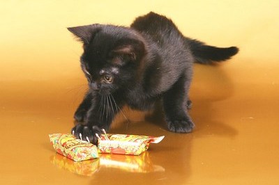 dokumenti na kotenka